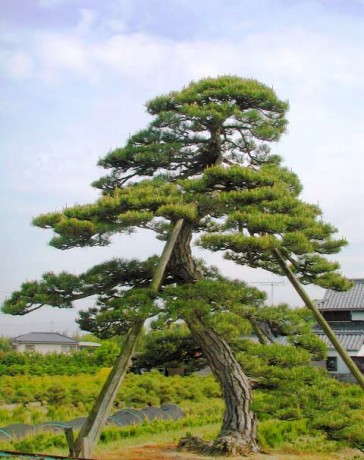 黒松 クロマツ 東海地区最大級の植木 庭木販売農場 愛知農園