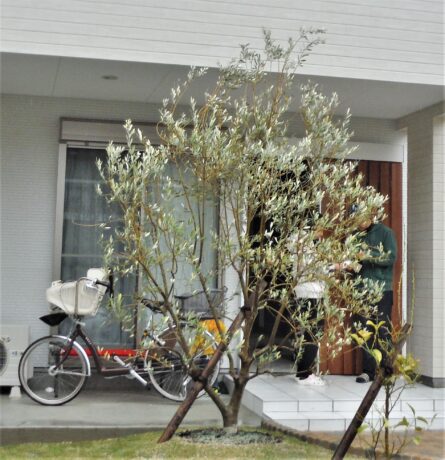 常緑樹人気No.2『オリーブの木』 | 稲沢市の愛知農園