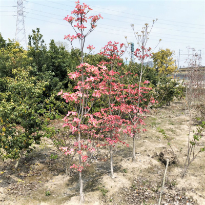 ハナミズキ 東海地区最大級の植木 庭木販売農場 愛知農園