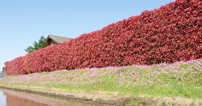 ロビン レッド レッドロビンの花言葉｜由来や花の特徴、生垣におすすめ？｜🍀GreenSnap（グリーンスナップ）