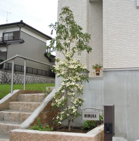 常緑ヤマボウシ 植栽 造園なら東海地区最大の植木 庭木販売農場 愛知農園