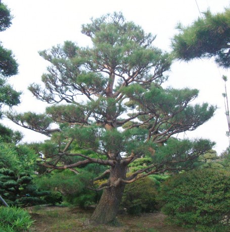 赤松 アカマツ 植栽 造園なら東海地区最大の植木 庭木販売農場 愛知農園