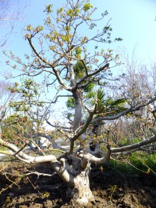 オリーブとモミジ株立 東海地区最大級の庭木農場なら愛知農園