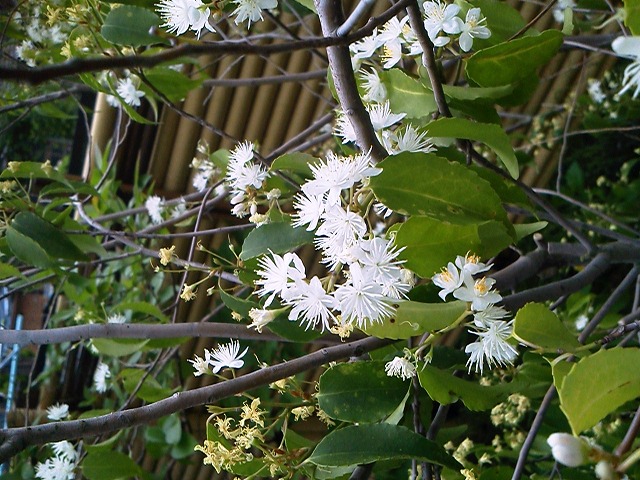 ハイノキ1 東海地区最大級の植木 庭木販売農場 愛知農園 ハイノキ1 東海地区最大級の植木 庭木販売農場 愛知農園