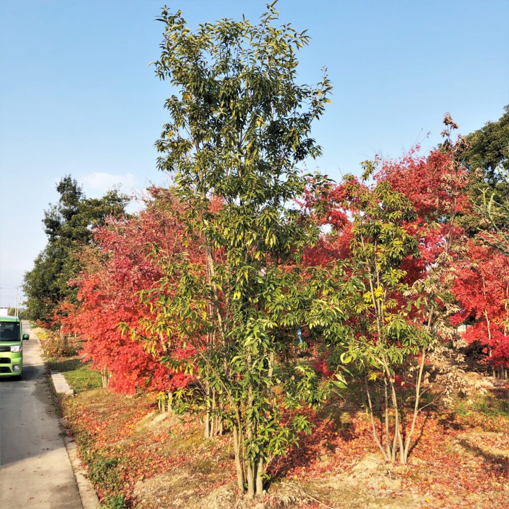 シラカシ株立 東海地区最大級の植木 庭木販売農場 愛知農園