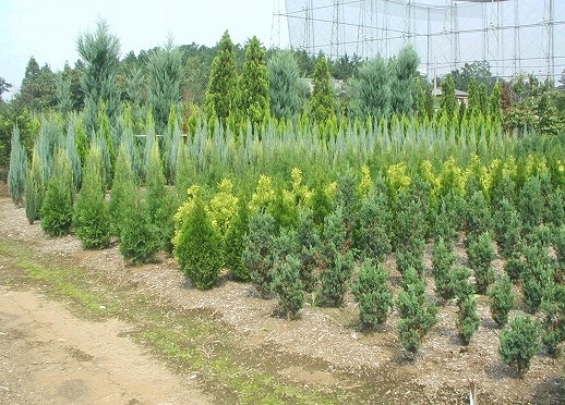 コニファー 植栽 造園なら東海地区最大の植木 庭木販売農場 愛知農園 コニファー 植栽 造園なら東海地区最大の植木 庭木販売農場 愛知農園