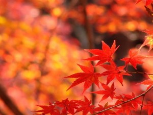 紅葉