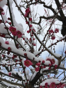 梅と雪アップ