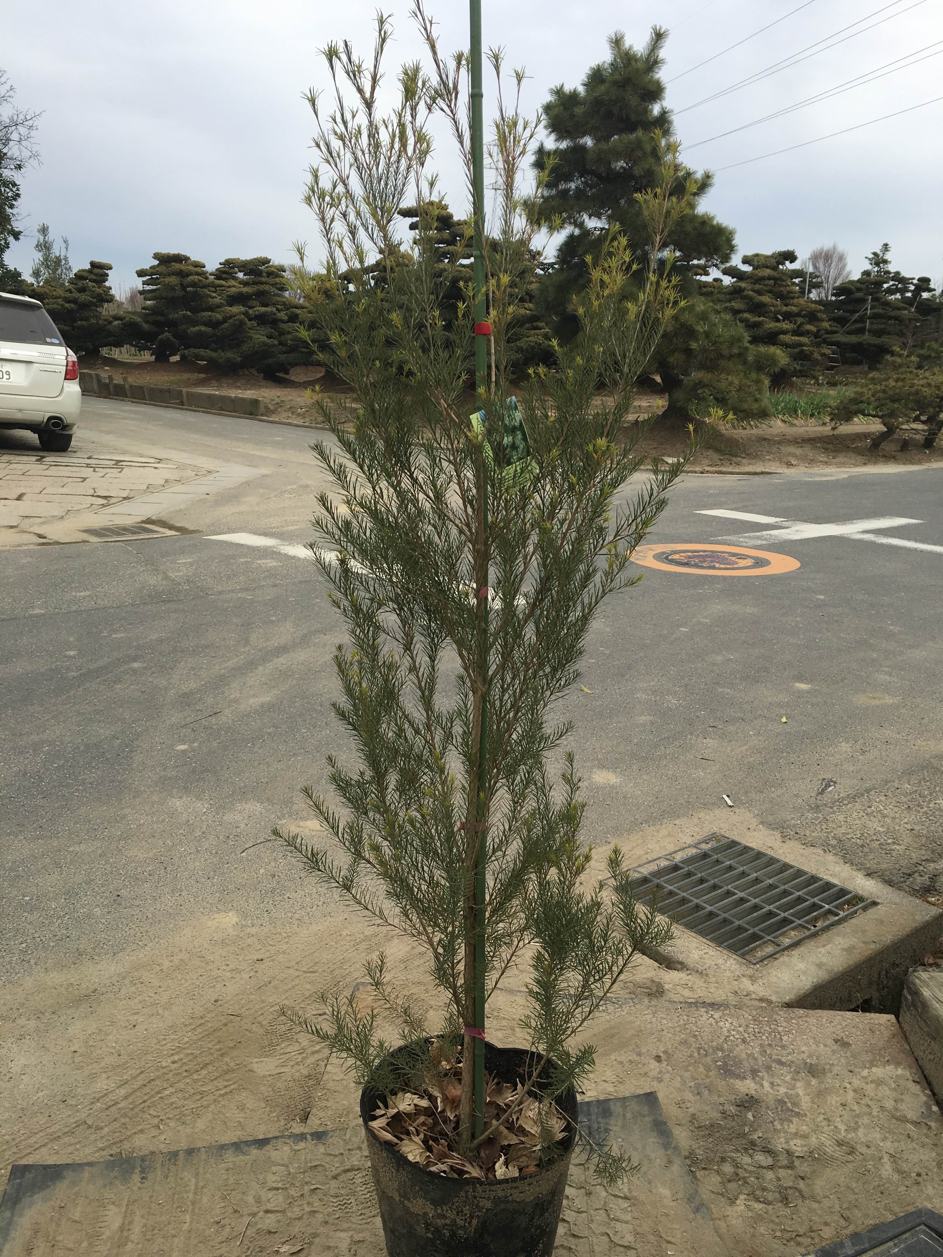 メディカルティーツリー1 植栽 造園なら東海地区最大の植木 庭木販売農場 愛知農園 メディカルティーツリー1 植栽 造園なら東海地区最大の植木 庭木販売農場 愛知農園